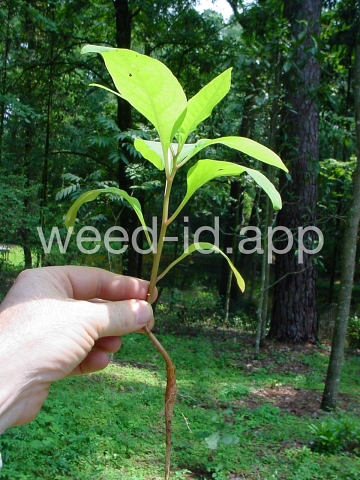 pokeweed, common
